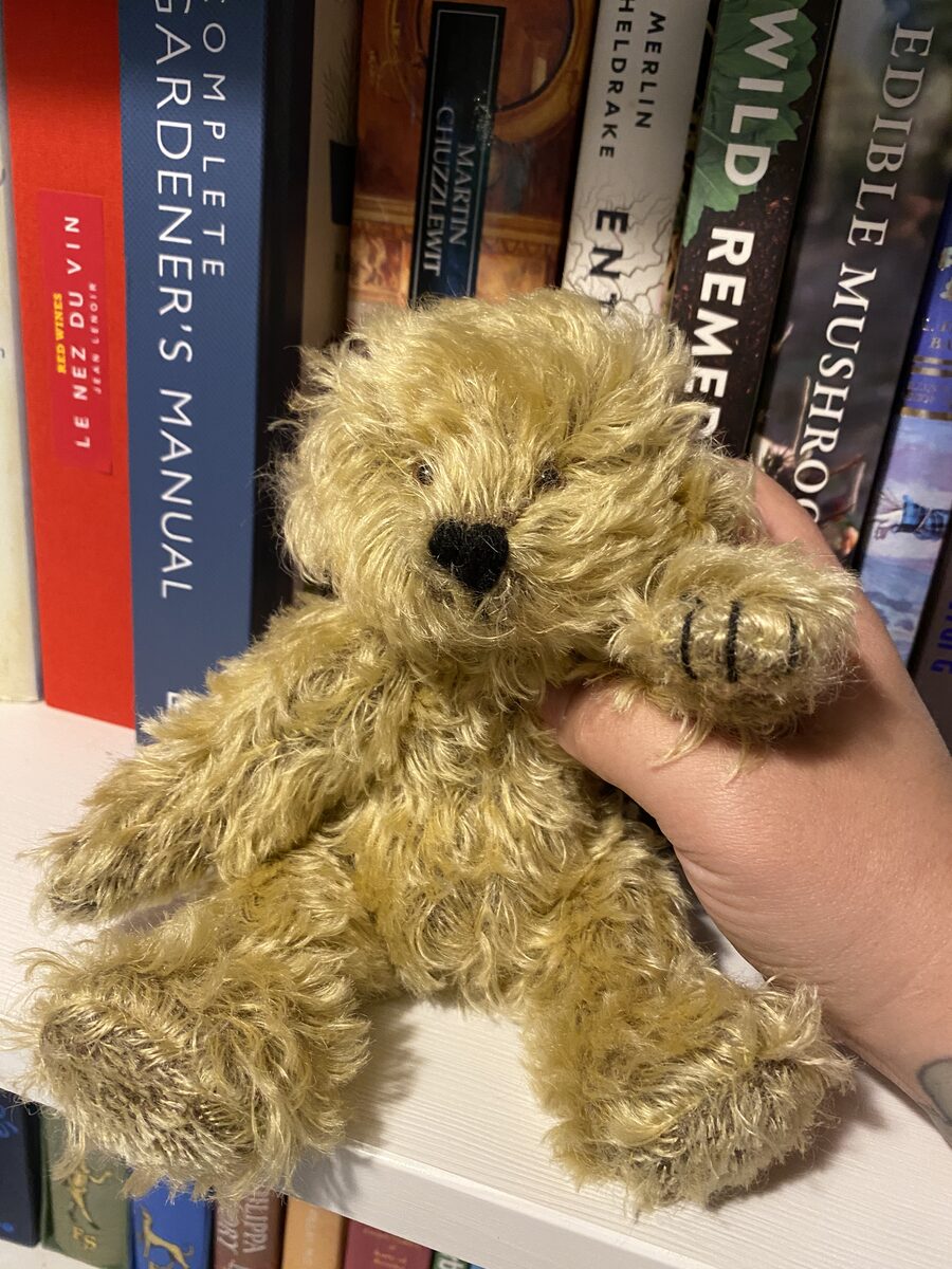Scout the mohair bear sitting in front of a bookshelf.